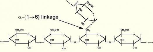 Amylopectin The chemical structure of amylopectin