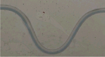 cellbenda Image of confluent 2-phase flow in microelectrochemical reactor