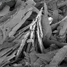 food fat crystals Food fat crystals, imaged by Scanning Electron Microscopy (SEM)
