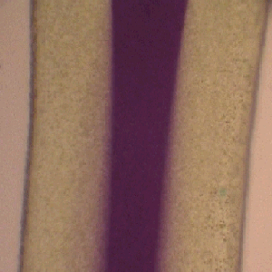 threephasb Image of multiphase microelectrochemical reactor showing extent of chemical reaction