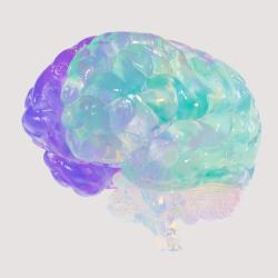 A representation of a human brain against a blank background