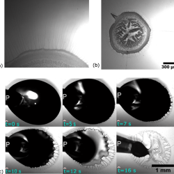 Science image in black and white showing the filament retreat.