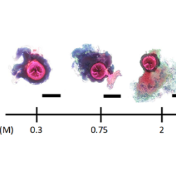 A chemical garden that’s also a chemical clock 